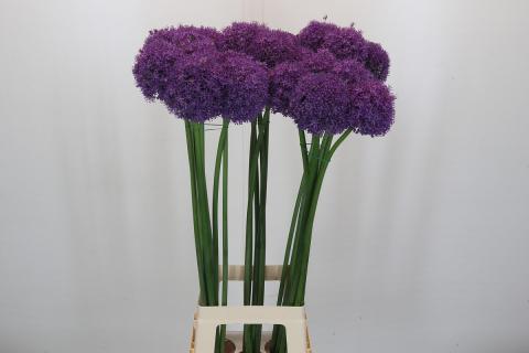 Аллиум Grootbloemig