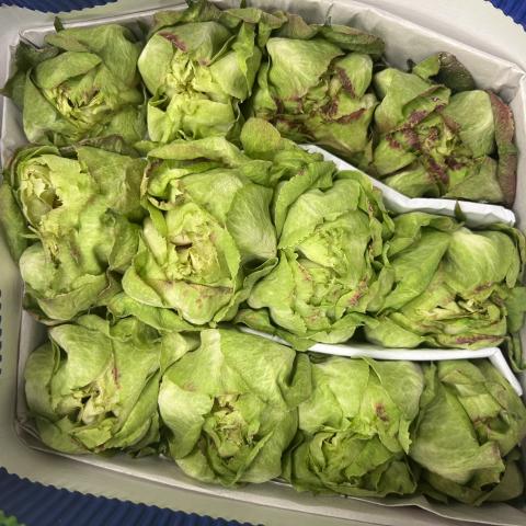 Роза Veggie Green 50 Agrinag
