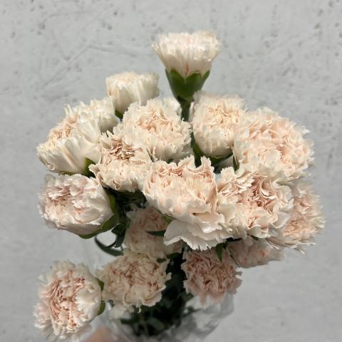 Гвоздика Brut Cream  Don Eusebio