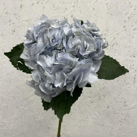 Гортензия Light Blue   Horizonte