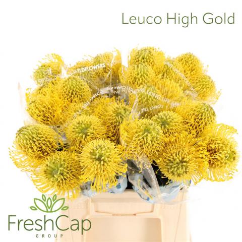 Нутан High Gold