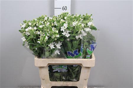 Оксипеталум Perfect White Harmony