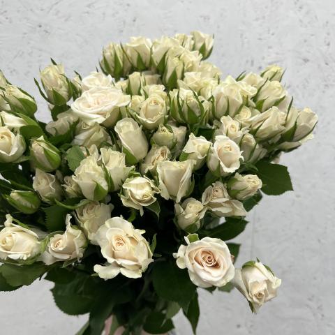 Роза Куст Кения Royal Porcelina White 60 Sian