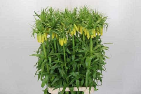 Фритилярия Lutea архив