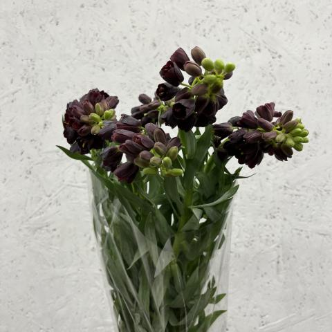 Фритилярия Persica архив