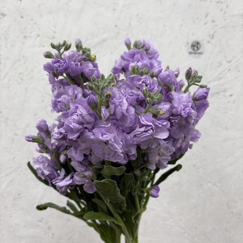 Маттиола Куст Lavender   Allegro