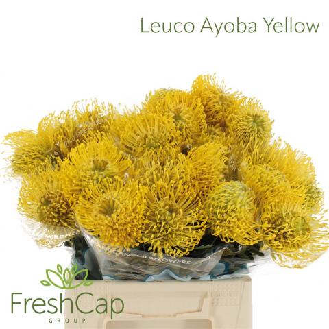 Нутан Ayoba Sun