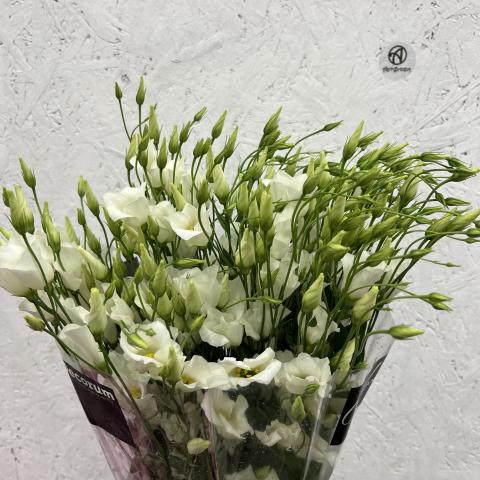 Лизиантус Botanic White