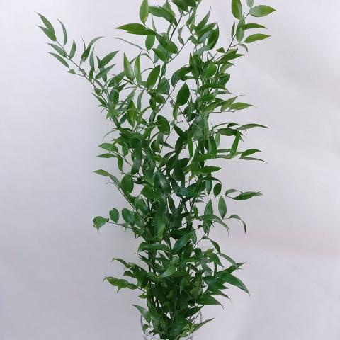 Рускус Long