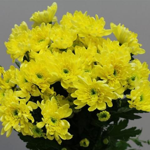 Хр Куст Baltica Yellow